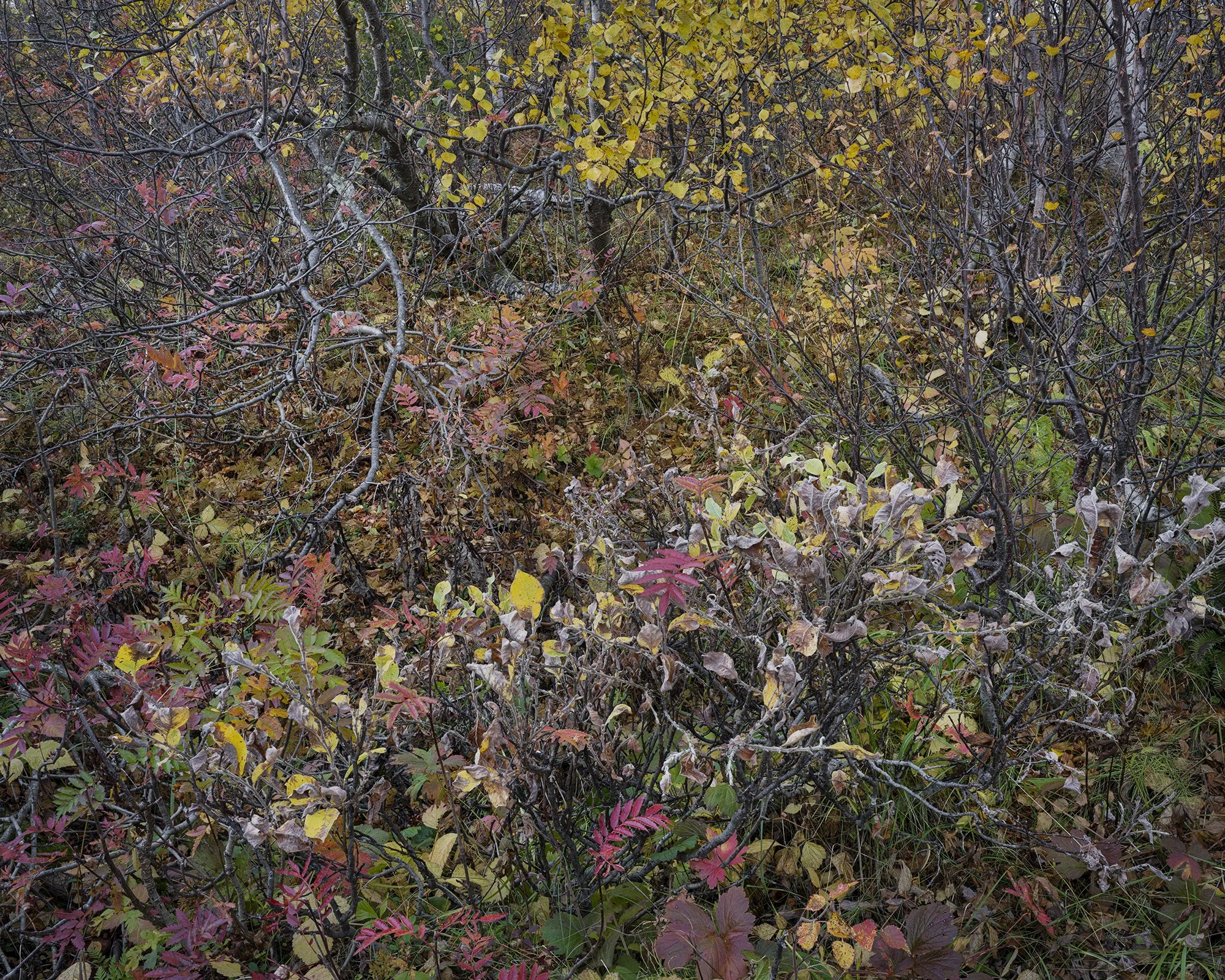 Intimate Landscapes — Hans Strand Photography